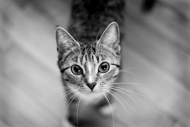 мяу кошка
