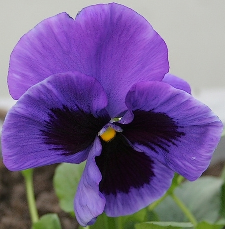 flower цветок