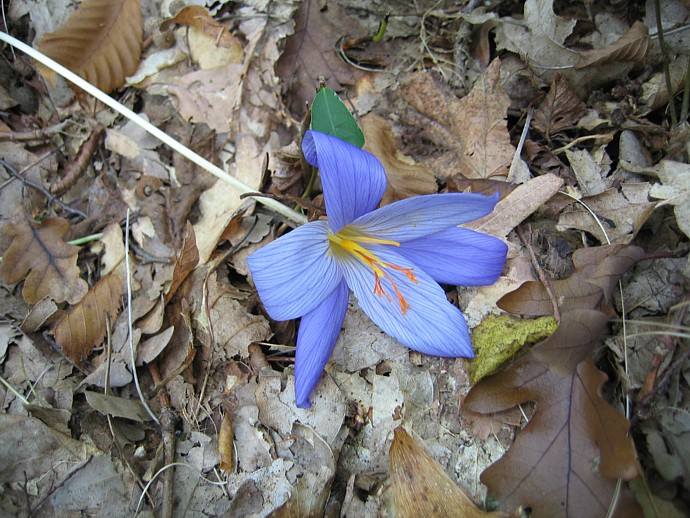 Crocus speciosus - Крокус великолепный крокус