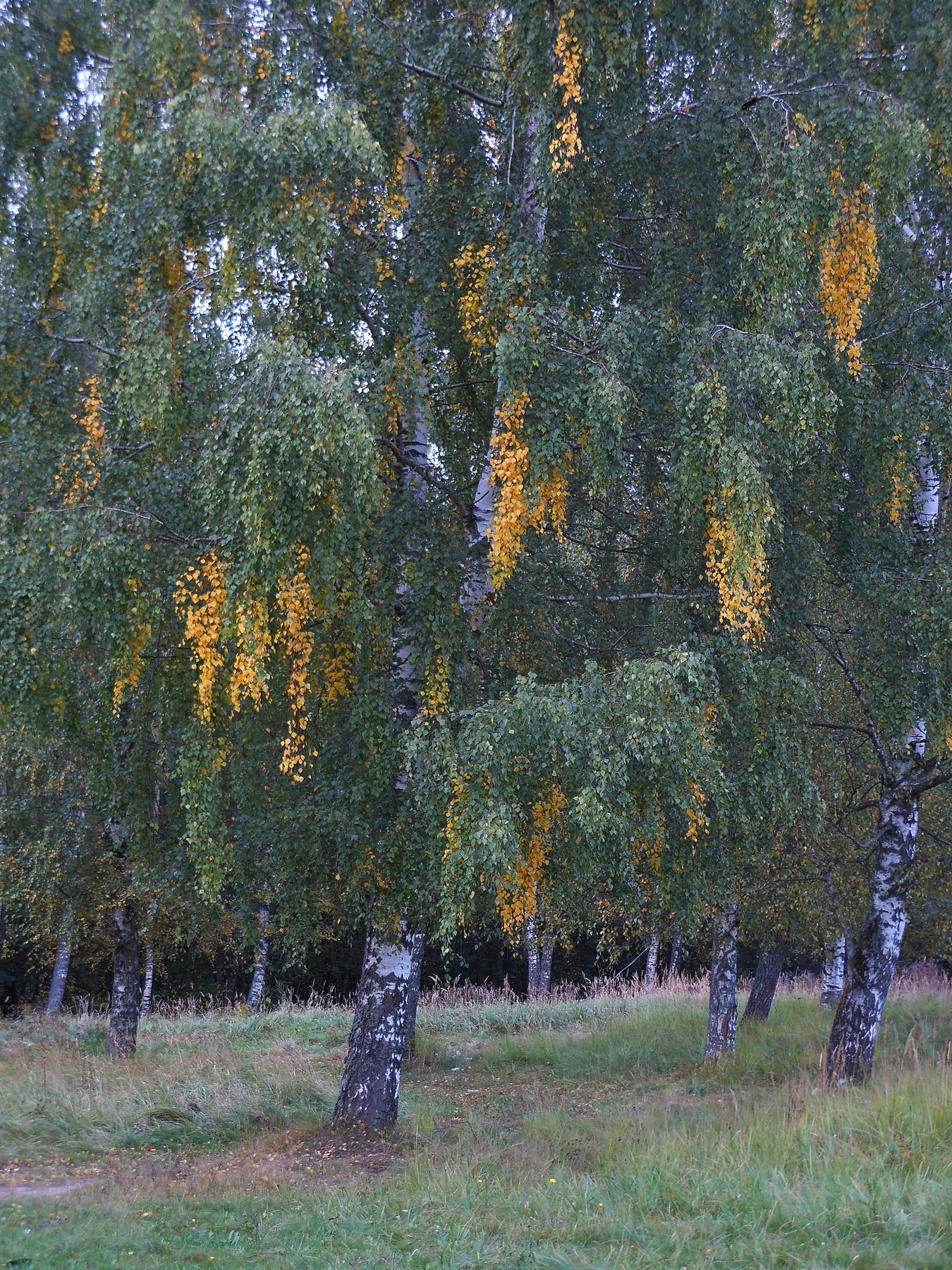 Иснова осень...7 осень13