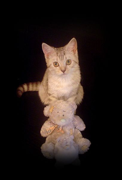 Три медведя кот британец медведи плюшевые me to you