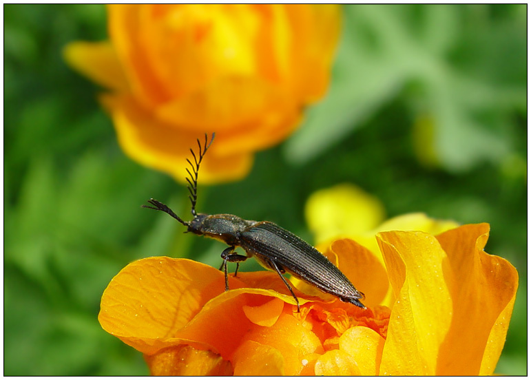 Щелкун жук, щелкун, Elateridae, Ctenicera pectinicornis, Алтай, Телецкое, Trollius asiaticus