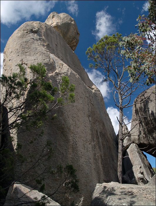 Сфинкс Sphinx, Girraween