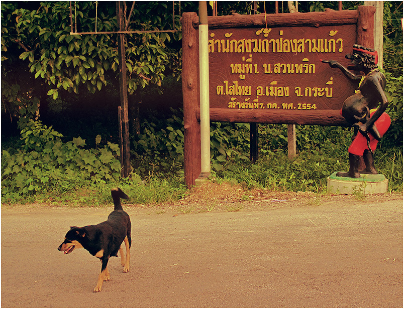 Понял, не дурак! Таиланд Thailand Thai Азия собака дорога