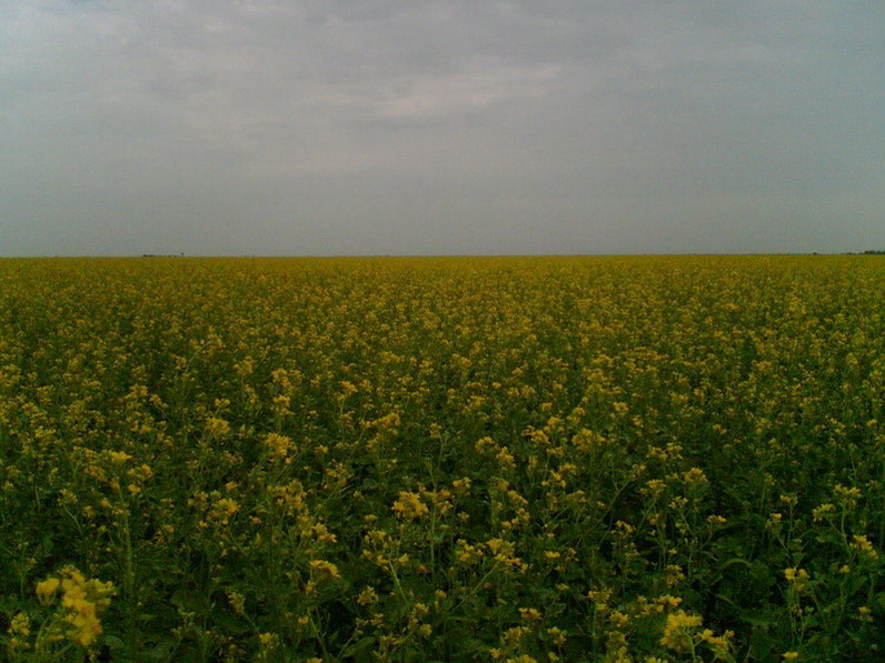 Горчица 