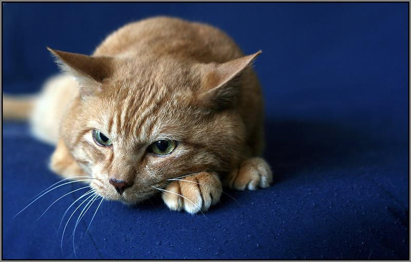 Fred the Cat 