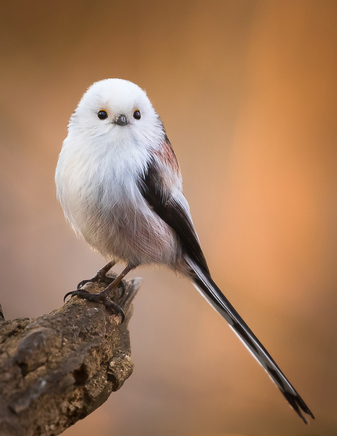 Long-tailed Ti 