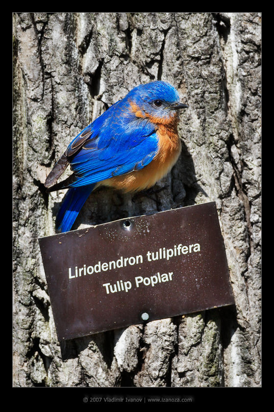 Tulip Poplar Восточная сиалия eastern bluebird tulip polar Virginia US