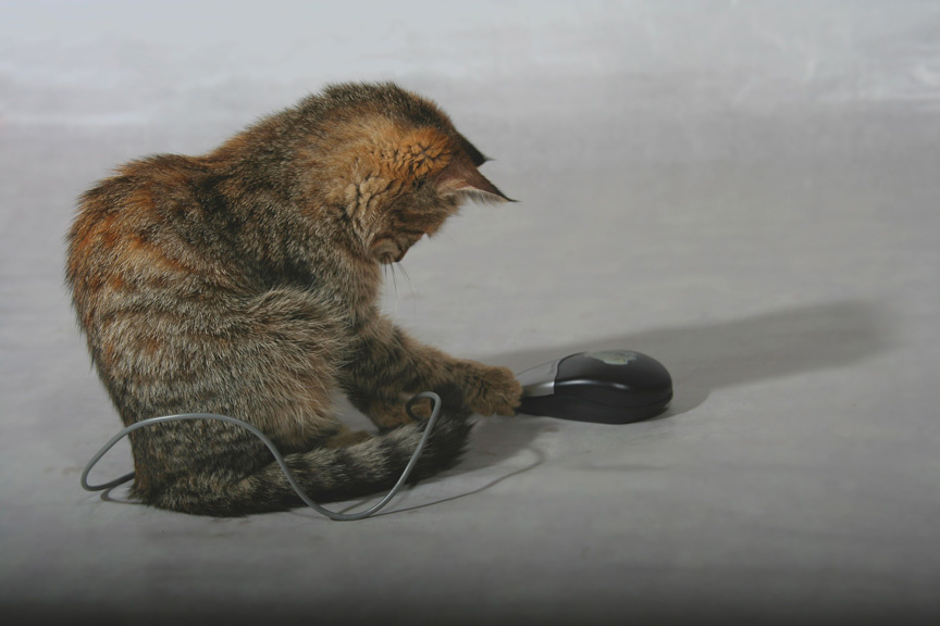 Кошки&Мышки 
