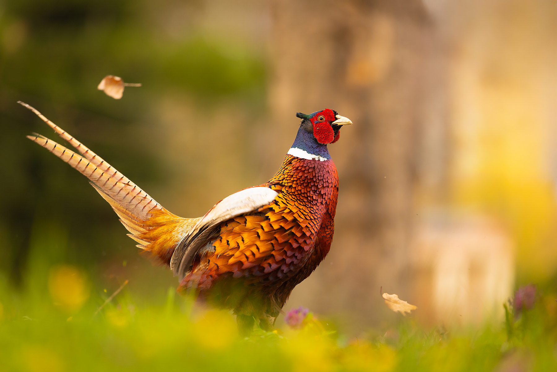 Pheasant 