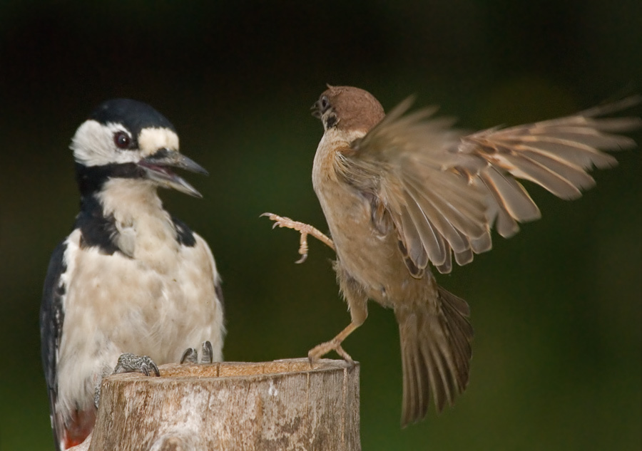 Здрасьте Большой пестрый дятел, Great Spotted Woodpecker, Dendrocopos major. Полевой воробей, Tree Sparrow, Passer montanus. Здрасьте.