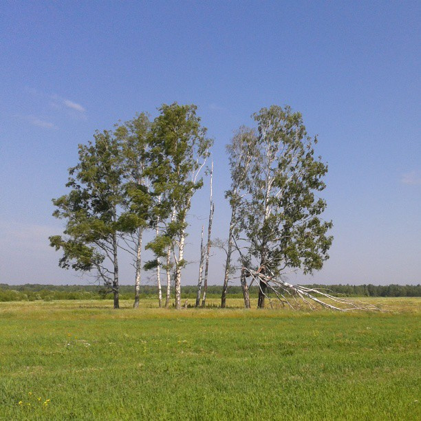 березки береза, поляна, небо