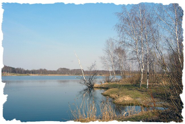 Весенний пруд пруд весна вода березы
