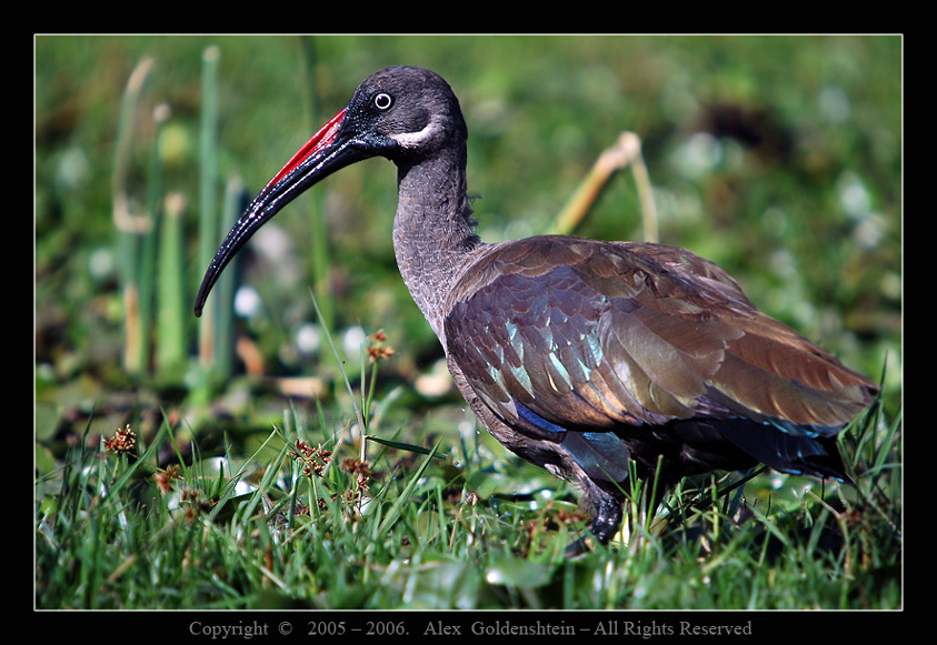 Хагедаш или Ибис великолепный (Hadada Ibis, Bostrychia hagedash) Африка, Кения, озеро-Найваша Хагедаш, Ибис великолепный