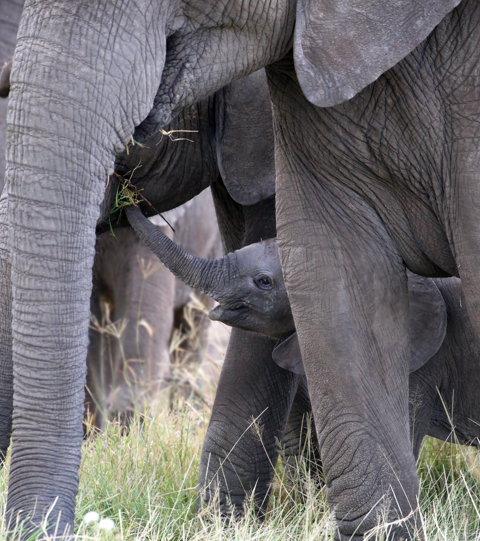 У мамы травка вкуснее дикий животный мир Африки Танзания Serengeti National Park