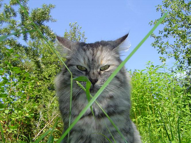 Котзилла трава кошка зелень