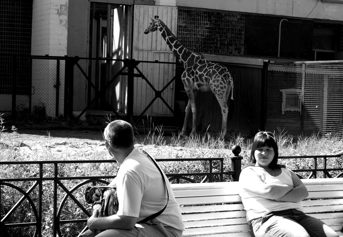zoo 