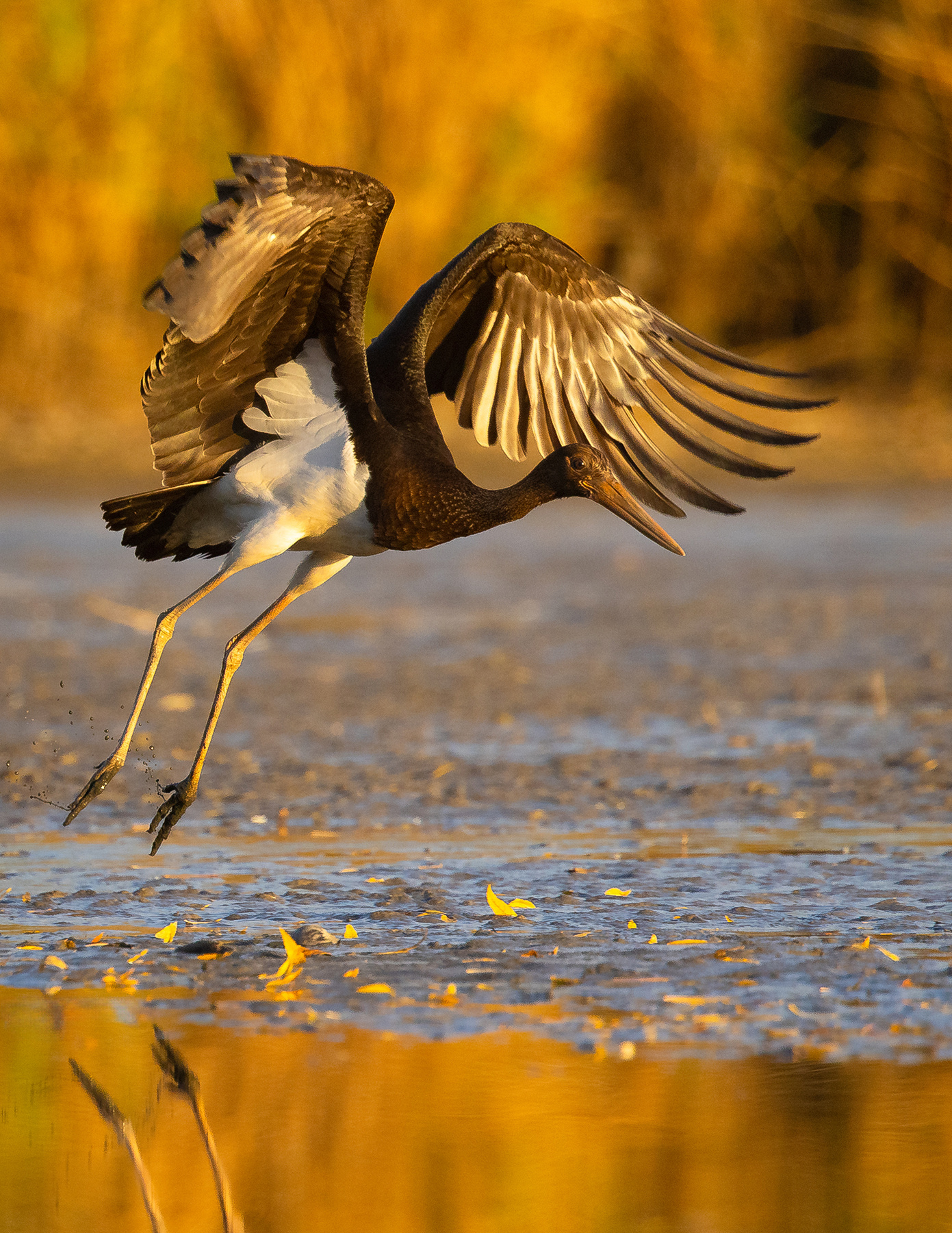 Black stork 