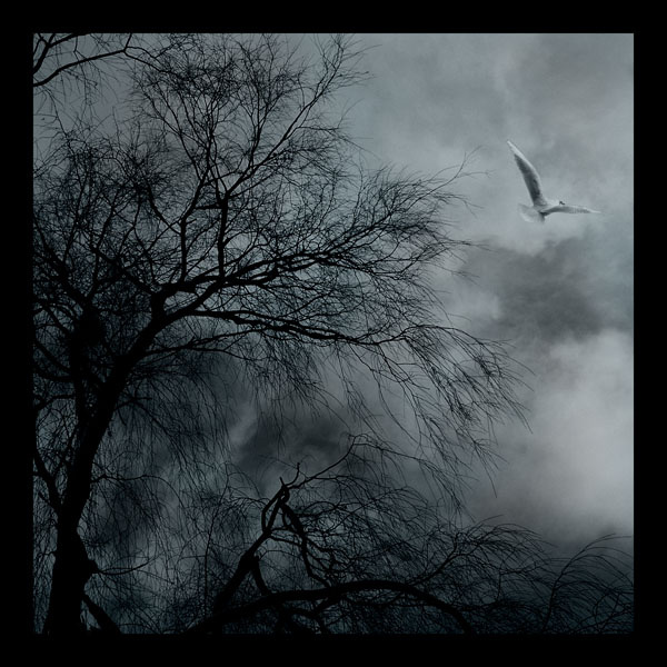 free dreams III 
