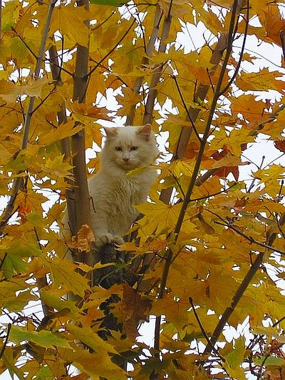 Уже осень, а я всё сижу... кот дерево осень собака