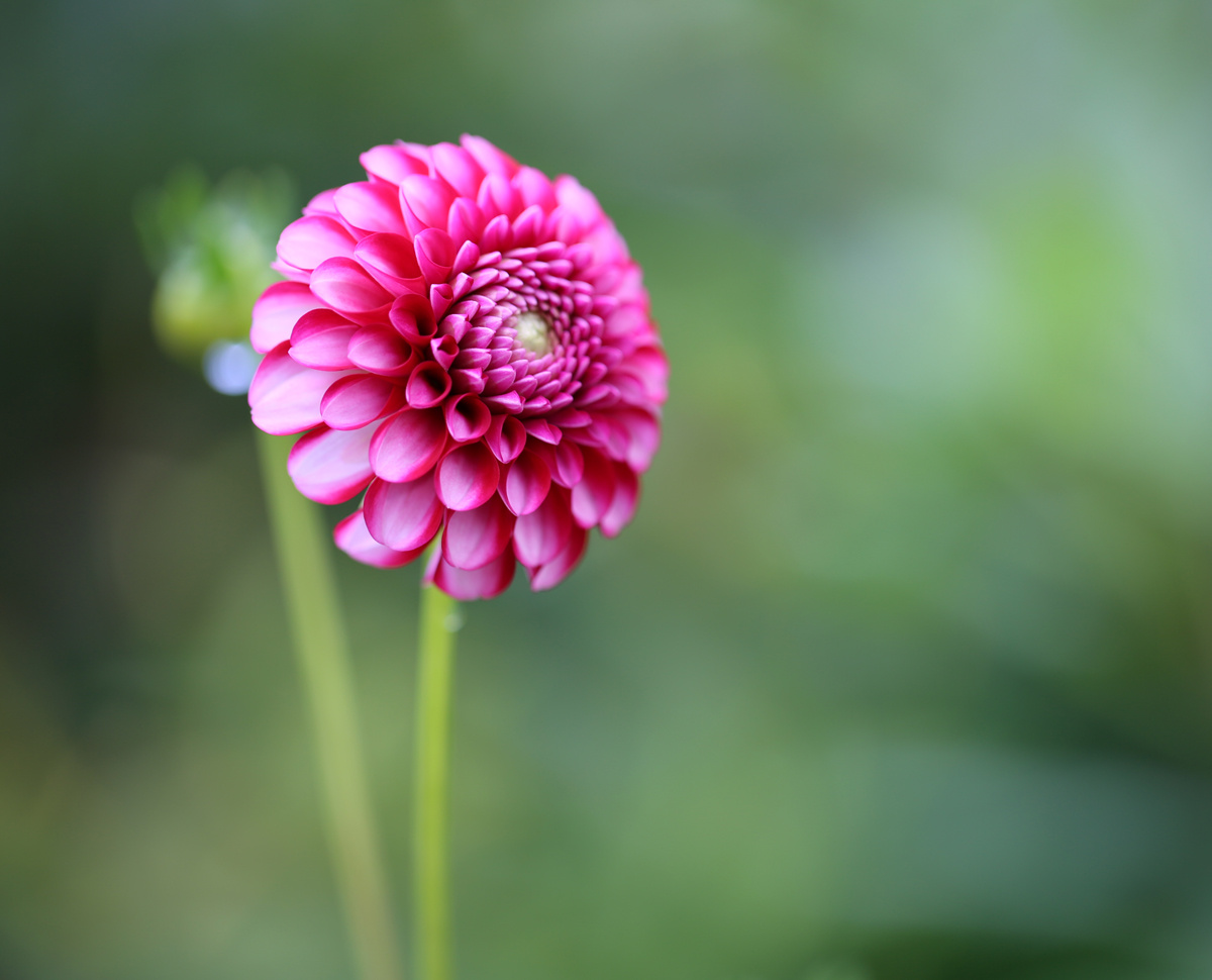 Dahlia. dahlia, flowers, 