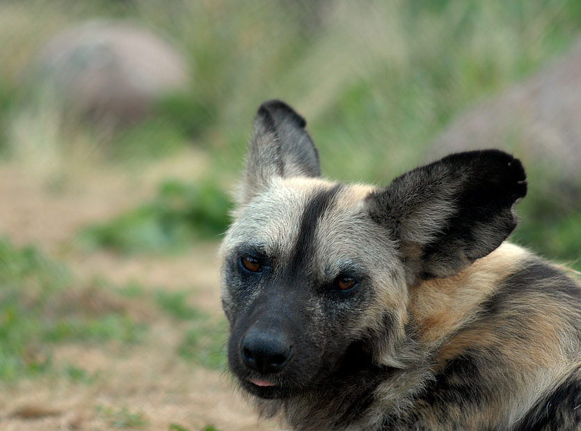 Одна, одна... гиеновая собака Lycaon pictus