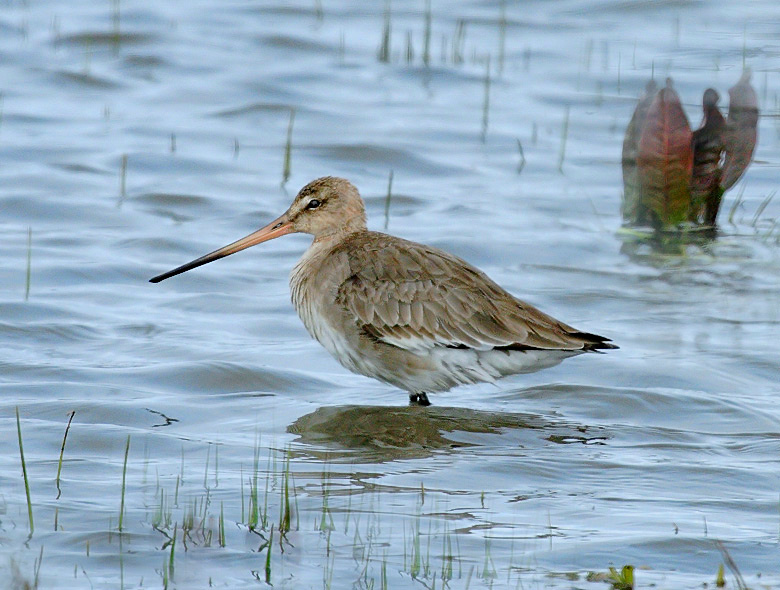 Буратино Большой веретенник Limosa limosa