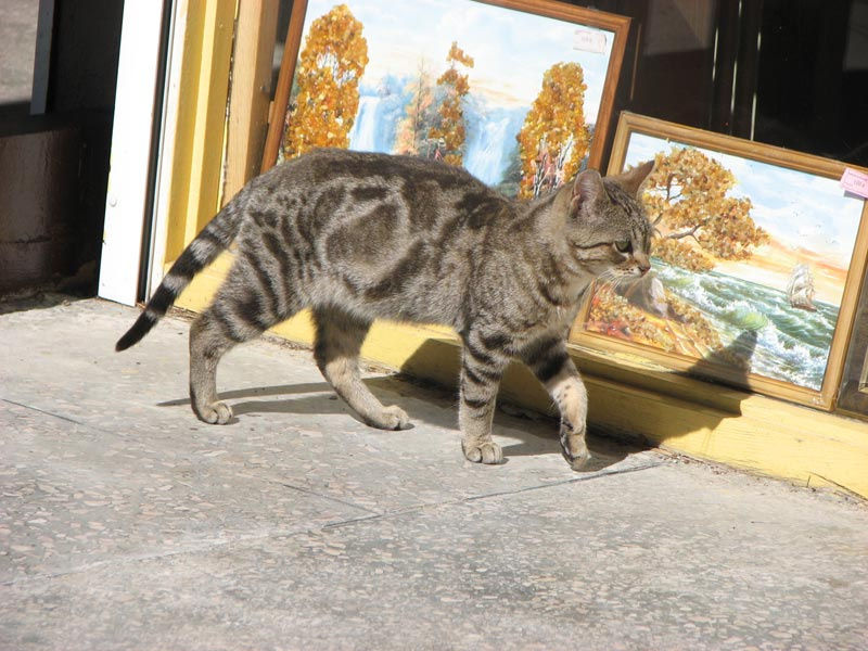 Янтарная кошка Калининград, Куршская коса, кошка, янтарь