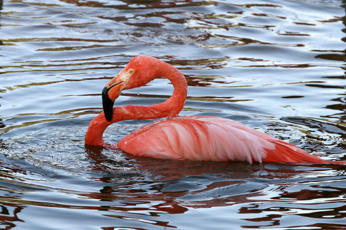 Pink submarine фламинго