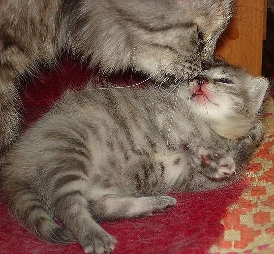 Кошачьи нежности кошк котенок поцелуй
