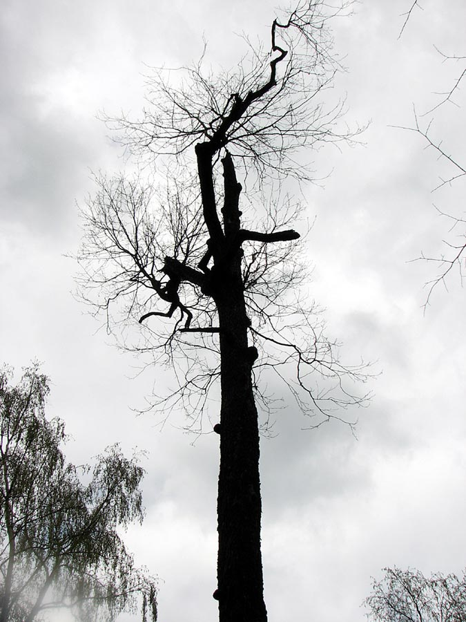 Одиночество дерево серое небо