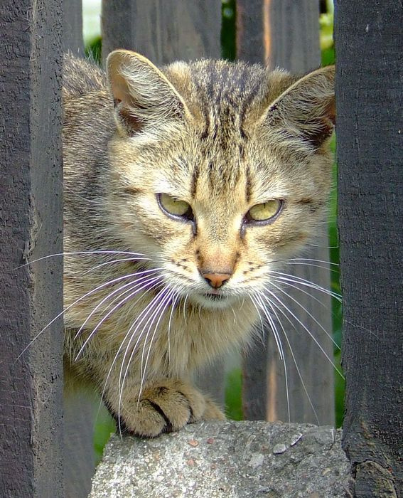 Хищьник кот