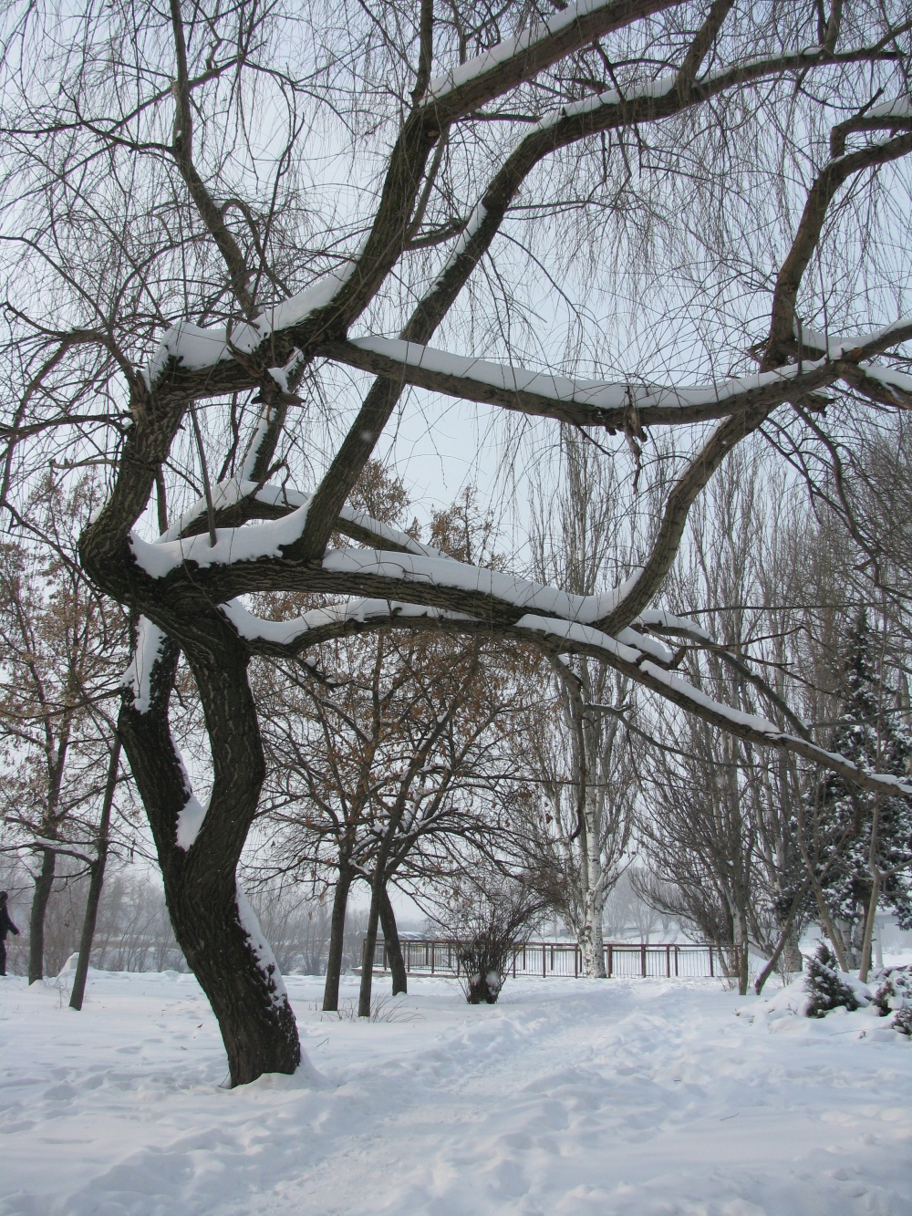 Дерево зима