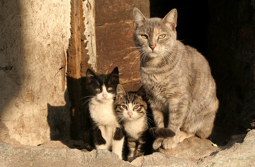 KoTi КоTi