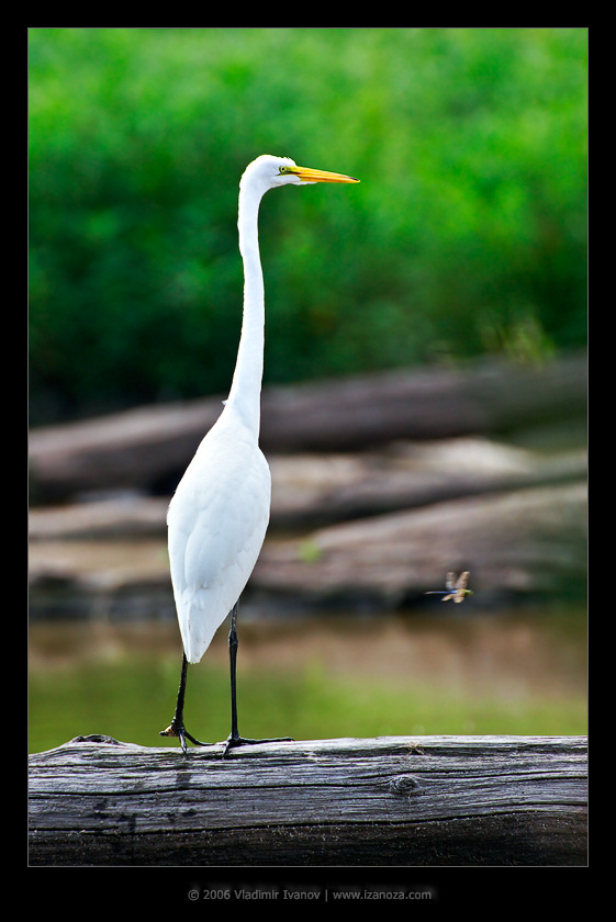 Полёт стрекозы Great Egret Ardea alba Белая цапля стрекоза полёт Virginia US
