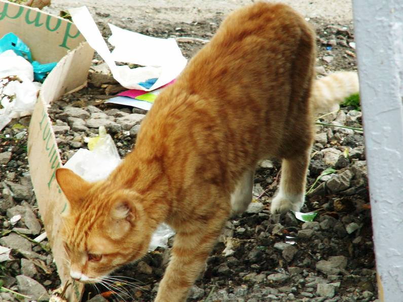 король помойки кот помойка