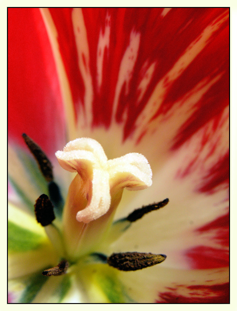 Tulpia 