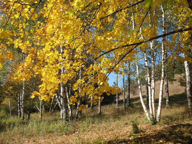 * золотая осень береза