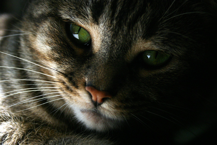 mia cat, pet, nature, animal, domestic, closeup