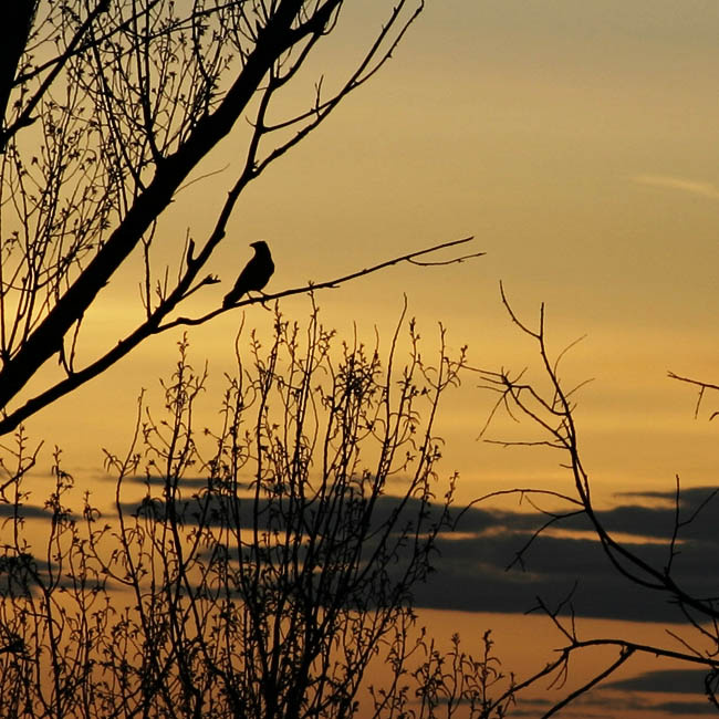 sunset with raven 
