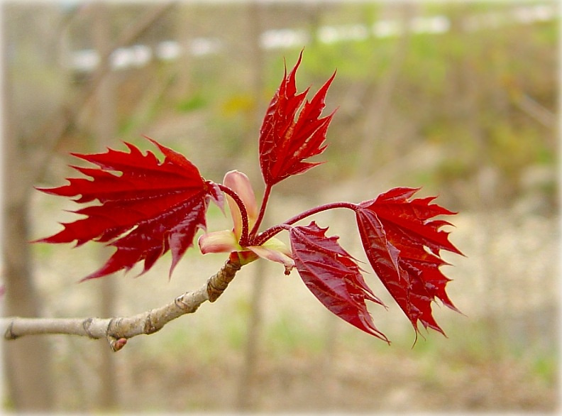 Вот и символ распускается... maple leaves