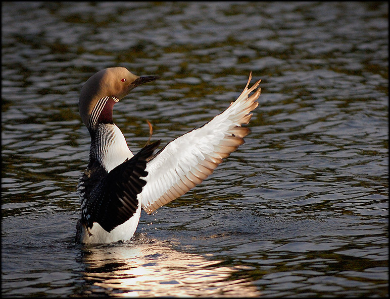 black throated diver 