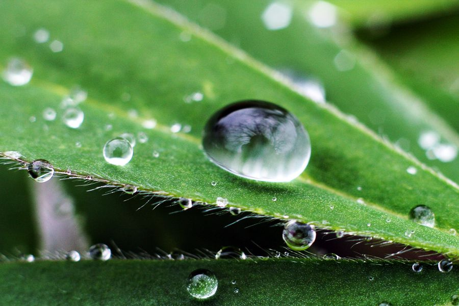 Raindrop 