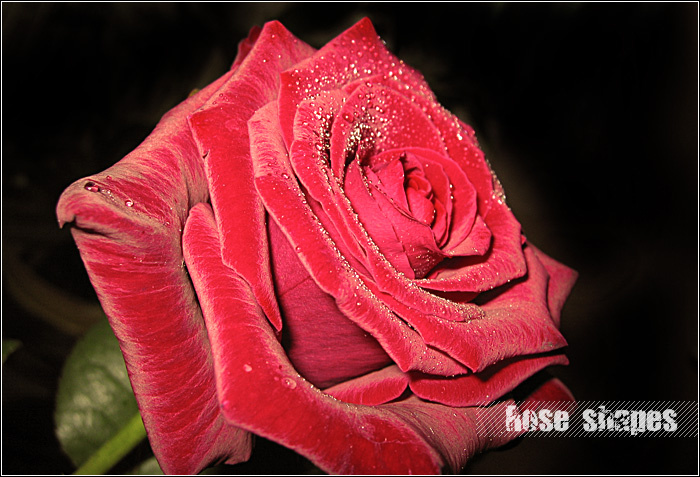 Rose shapes - ароматы прошедшего праздника... 8 марта