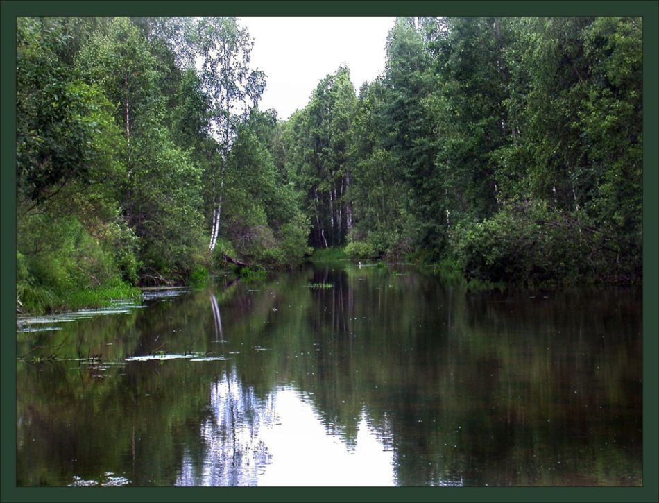 лесное зеркало лес вода река зеркало лето