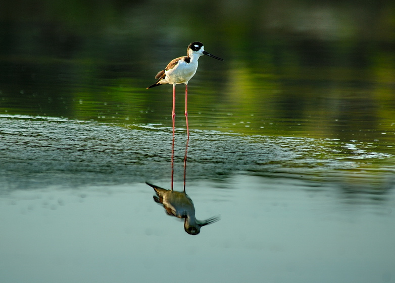REFLECTION REFLECTION