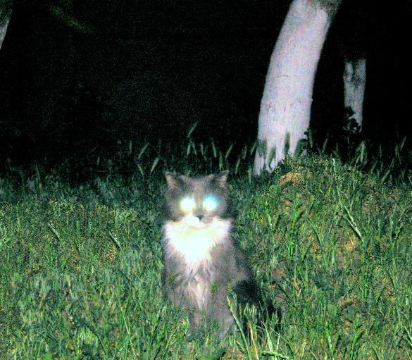 Ночные огоньки кот ночь глаза огни
