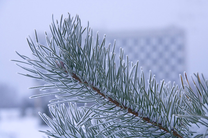 Cool touch Frost, snow, cold, white