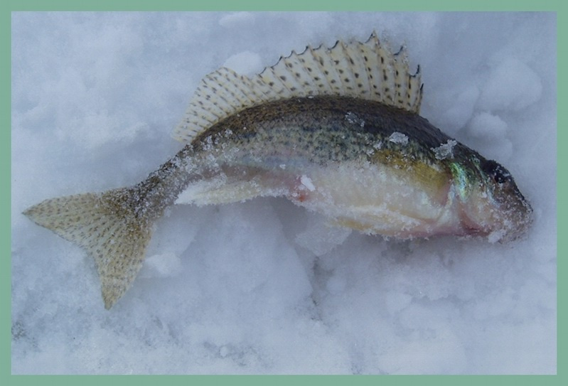 Fish fish рыба макро рыбалка