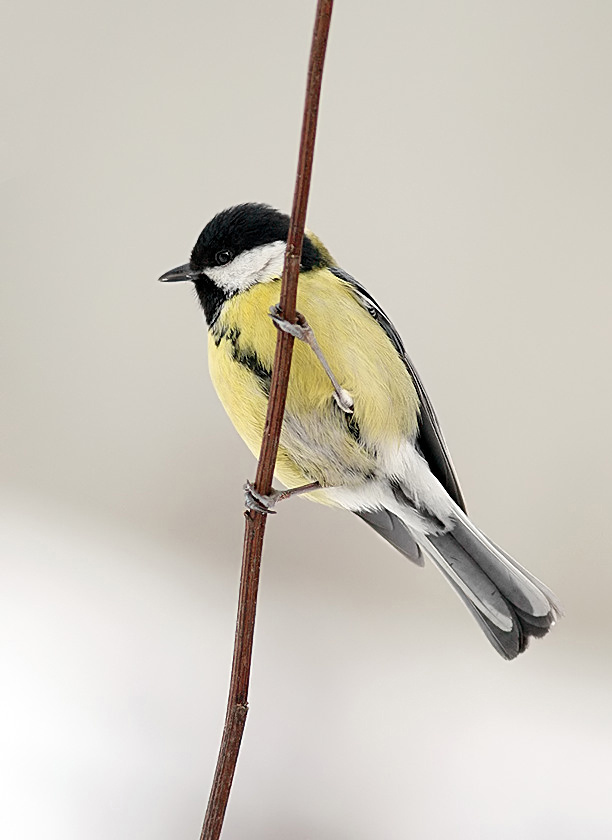 С наступившим 2007!!! Большая синица Parus major Linnaeus